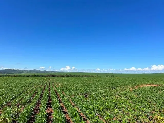 Imagem 8: Fazenda de 479 Alq em Ipameri-Go