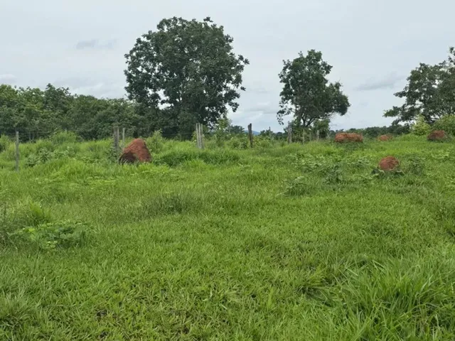 Imagem 2: Fazenda de 239 Alqueires em Doverlandia-Go