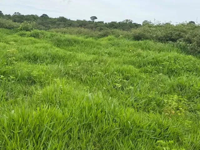 Imagem 3: Fazenda de 239 Alqueires em Doverlandia-Go