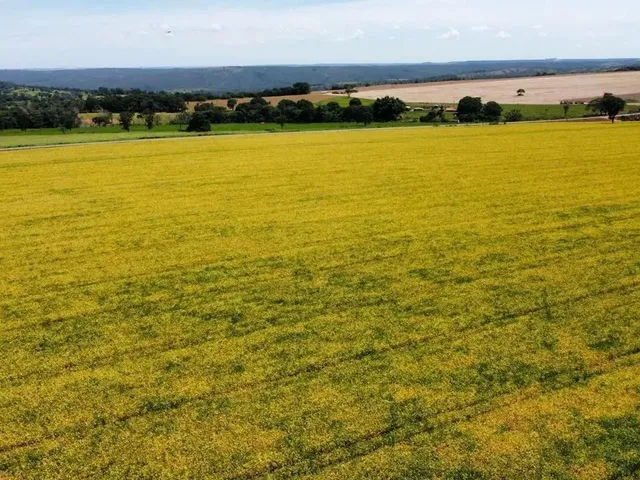 Imagem: Fazenda 20 Alqueires - Lavoura!