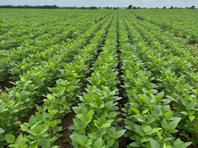 Imagem: Fazenda de Lavoura 46 Alqueires!