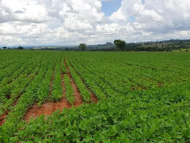Imagem 8: Fazenda de Lavoura 46 Alqueires!
