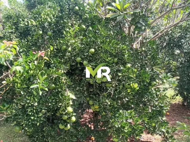 Imagem 14: Sítio de 2 Alqueires em Cristinópolis - Go a Venda!