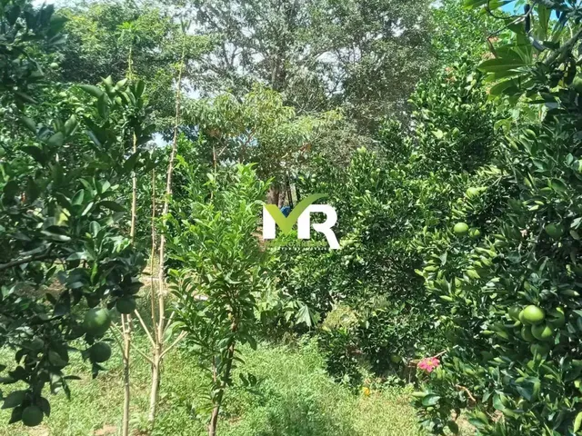 Imagem 8: Sítio de 2 Alqueires em Cristinópolis - Go a Venda!