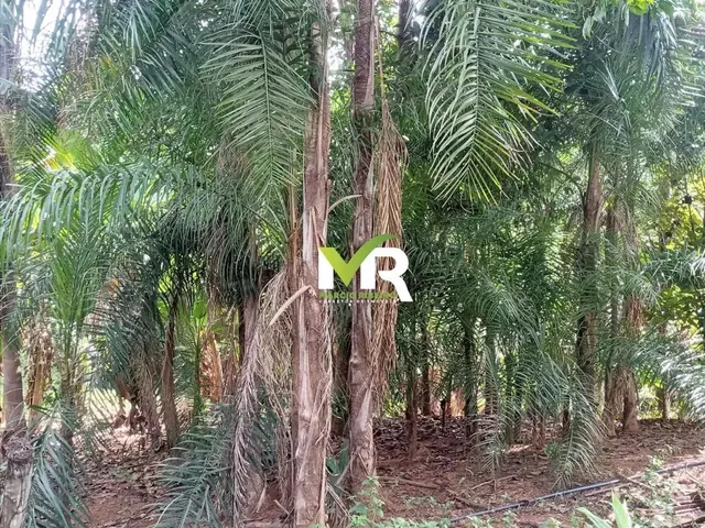 Imagem 13: Sítio de 2 Alqueires em Cristinópolis - Go a Venda!