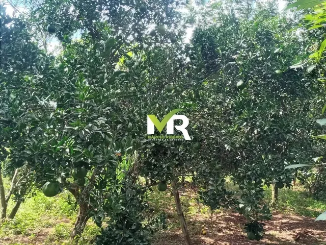 Imagem 3: Sítio de 2 Alqueires em Cristinópolis - Go a Venda!