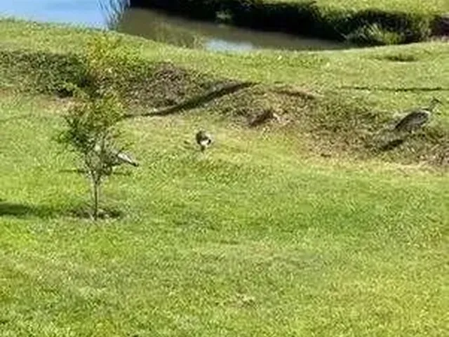 Imagem 2: Fazenda À Venda em Serranópolis (Go) 26 Alqueires
