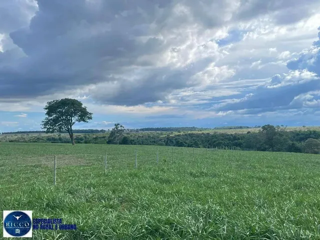 Imagem 10: Fazenda À Venda em Serranópolis (Go) 26 Alqueires