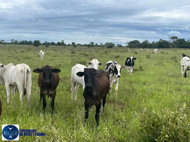 Imagem 6: Fazenda À Venda em Serranópolis (Go) 26 Alqueires