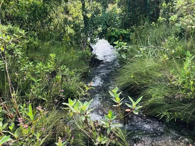 Imagem 3: Fazenda À Venda em Serranópolis (Go) 26 Alqueires