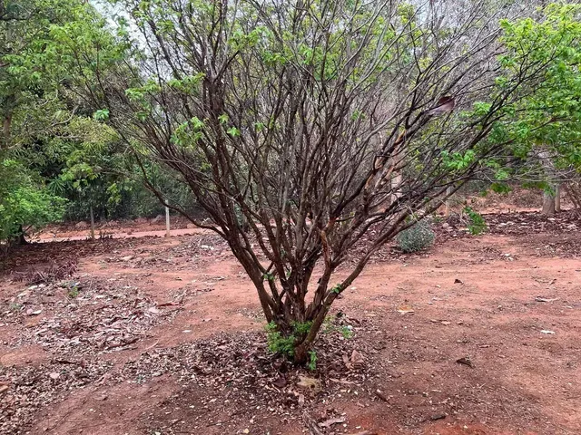 Imagem 12: Chácara com 4.850 Metros Próximo do Centro de Caldas 90% Murada
