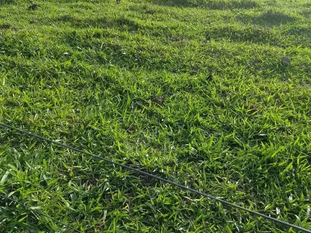 Imagem 10: Fazenda a Venda em Ipameri - Goiás!!!