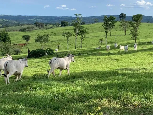 Imagem 4: Fazenda a Venda em Ipameri Goiás!!!
