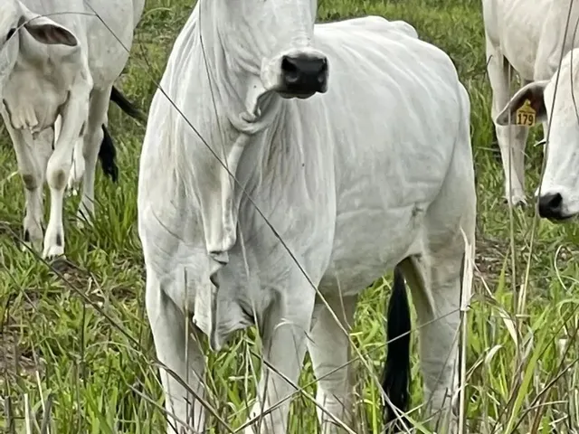 Imagem: Fazenda a Venda em Campo Alegre de Goias
