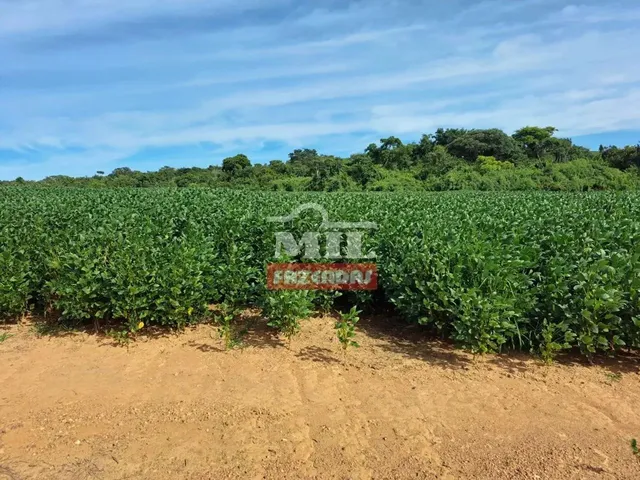 Imagem 4: Fazenda 33,5 Alqueires (161 Hectares) Ipameri - Go