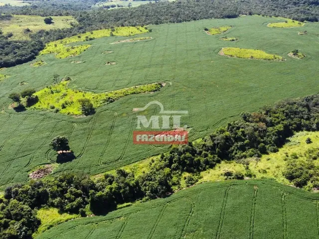 Imagem 7: Fazenda 33,5 Alqueires (161 Hectares) Ipameri - Go