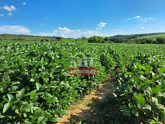 Imagem 15: Fazenda 33,5 Alqueires (161 Hectares) Ipameri - Go