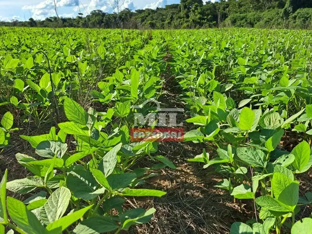 Imagem 16: Fazenda 33,5 Alqueires (161 Hectares) Ipameri - Go