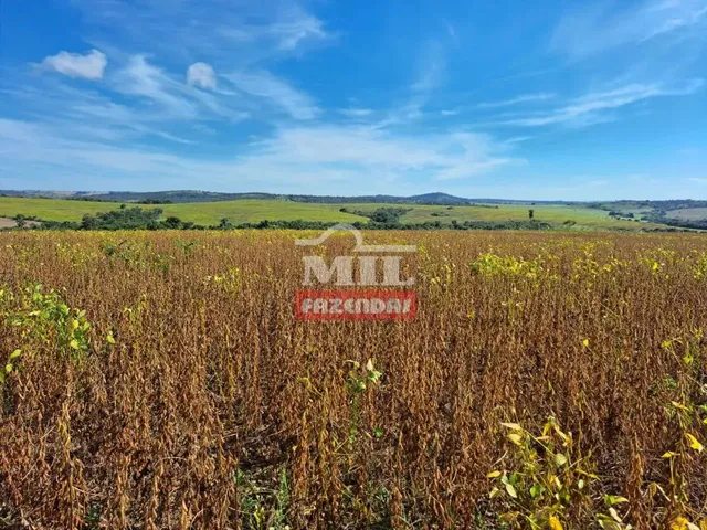 Imagem 8: Fazenda 33,5 Alqueires (161 Hectares) Ipameri - Go
