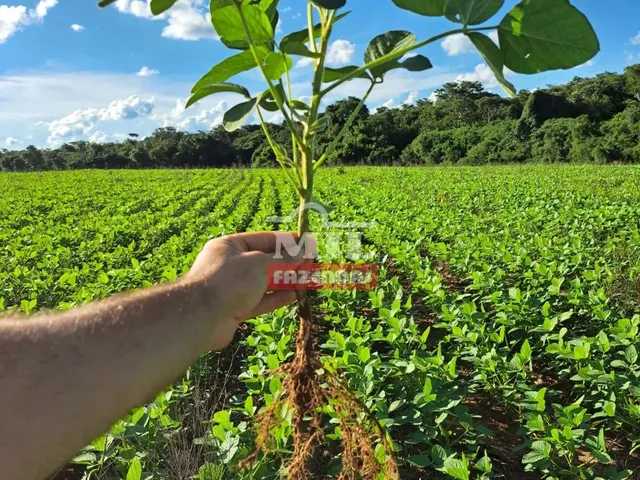 Imagem 6: Fazenda 33,5 Alqueires (161 Hectares) Ipameri - Go