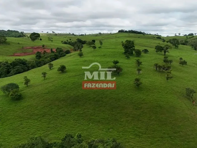 Imagem 4: Fazenda 191 Alqueires ( 924 Hectares) Ipameri -Go