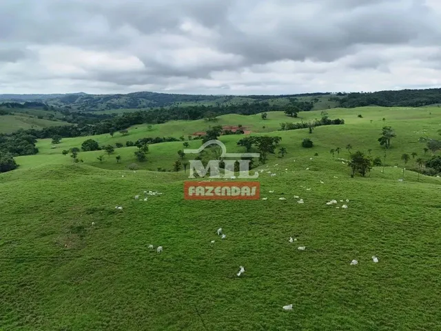 Imagem 12: Fazenda 191 Alqueires ( 924 Hectares) Ipameri -Go
