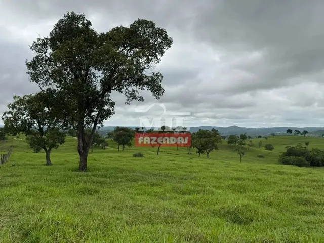 Imagem 9: Fazenda 191 Alqueires ( 924 Hectares) Ipameri -Go