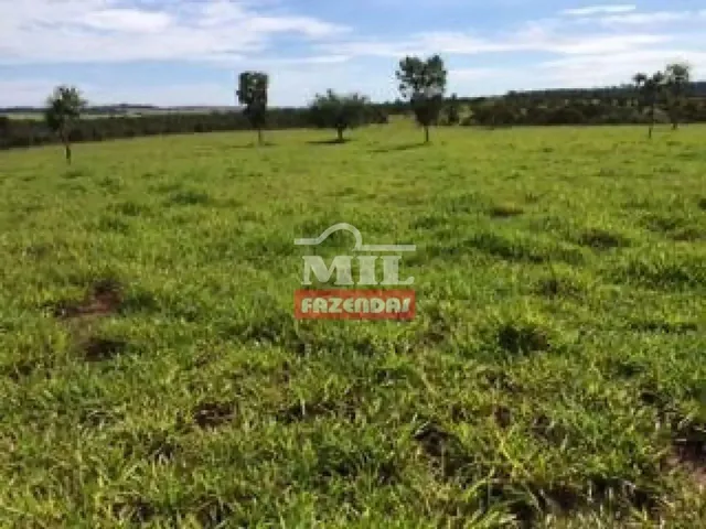 Imagem 14: Fazenda com 45 Alqueires (218 Hectares) em Ipameri - Goiás