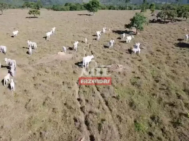 Imagem 7: Fazenda com 45 Alqueires (218 Hectares) em Ipameri - Goiás