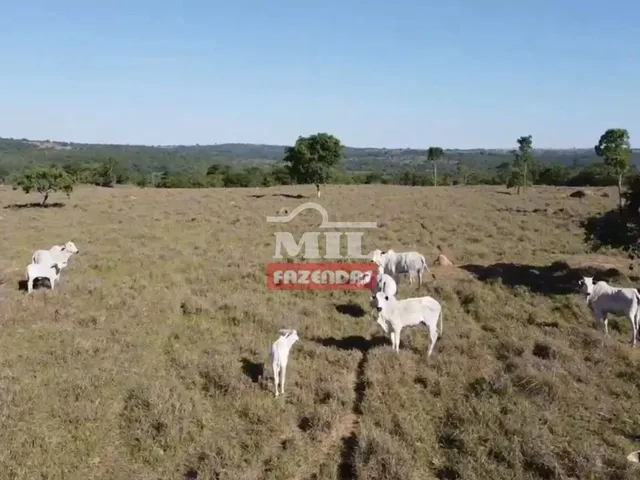 Imagem 10: Fazenda com 45 Alqueires (218 Hectares) em Ipameri - Goiás