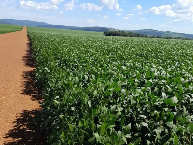 Imagem 16: Fazenda de 350 Alqueires, (840 Hectares), na Regiao do Município de Ipameri Goia