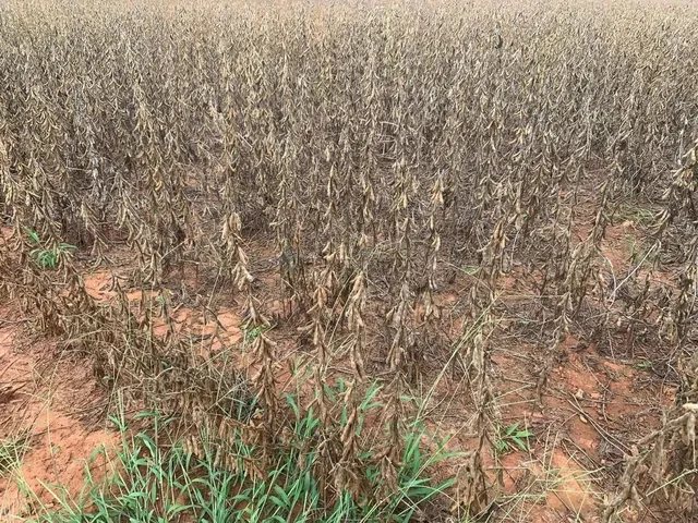 Imagem 11: Fazenda de 350 Alqueires, (840 Hectares), na Regiao do Município de Ipameri Goia