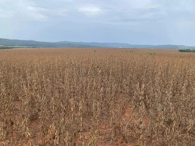 Imagem 7: Fazenda de 350 Alqueires, (840 Hectares), na Regiao do Município de Ipameri Goia