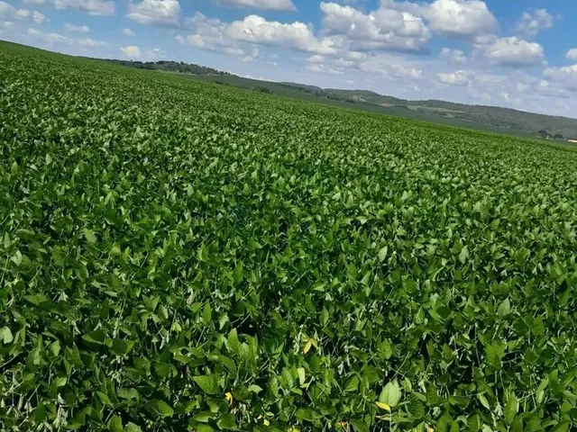 Imagem 15: Fazenda de 350 Alqueires, (840 Hectares), na Regiao do Município de Ipameri Goia