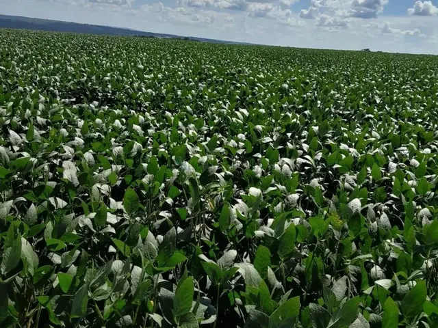 Imagem 10: Fazenda de 350 Alqueires, (840 Hectares), na Regiao do Município de Ipameri Goia