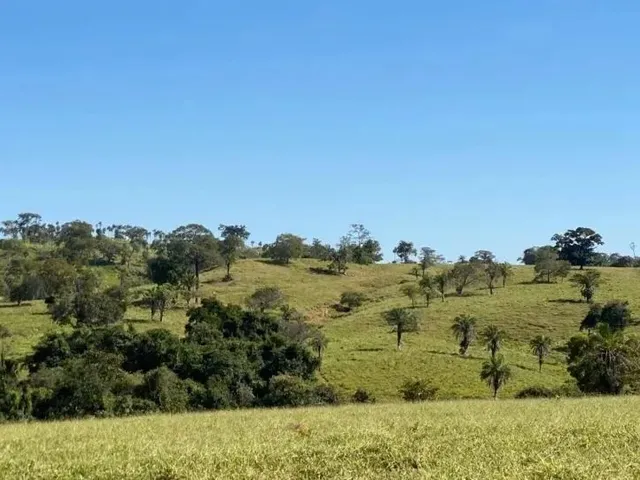 Imagem: Fazenda À Venda 308 Alqueires São Luís
