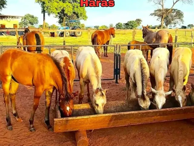 Imagem 3: Fazenda de Gado, Milho, Laranja, Camarão...