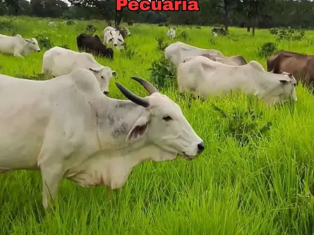 Imagem 7: Fazenda de Gado, Milho, Laranja, Camarão...