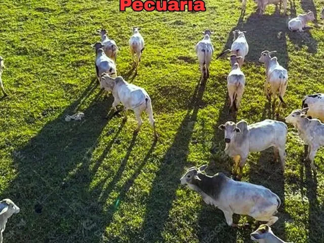 Imagem 15: Fazenda de Gado, Milho, Laranja, Camarão...