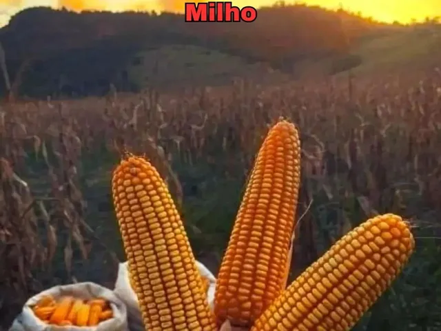 Imagem 2: Fazenda de Gado, Milho, Laranja, Camarão...