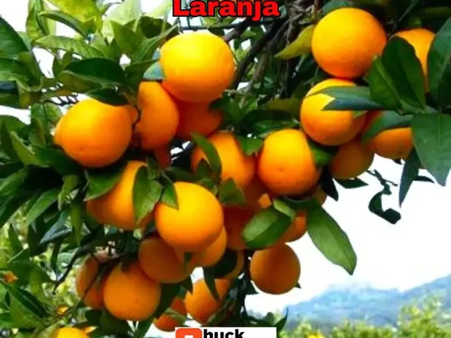 Imagem 9: Fazenda de Gado, Milho, Laranja, Camarão...