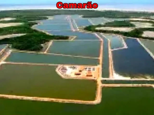Imagem 4: Fazenda de Gado, Milho, Laranja, Camarão...