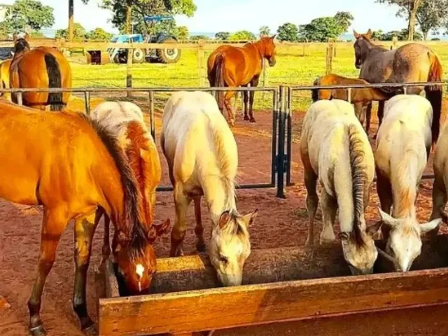 Imagem 5: Fazenda, Sítio, Chácara