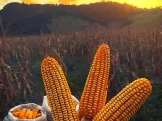 Imagem 4: Fazenda, Sítio, Chácara