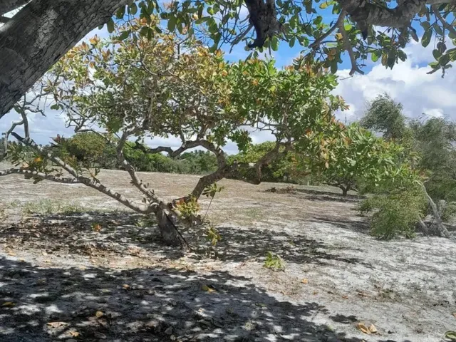 Imagem 2: Vendo Lotes no Povoado Flexeiras em Santo Amaro das Brotas