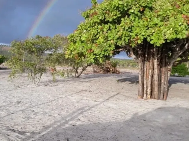 Imagem 3: Vendo Lotes no Povoado Flexeiras em Santo Amaro das Brotas