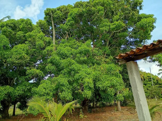 Imagem 8: Sítio a Venda!.
