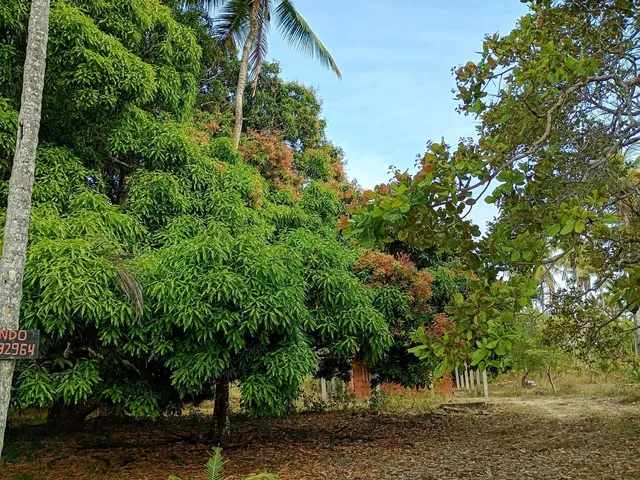 Imagem 9: Sítio a Venda!.