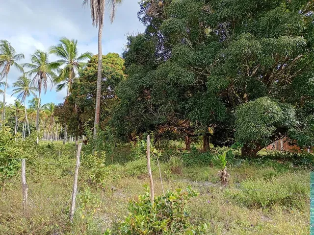 Imagem 11: Sítio a Venda!.