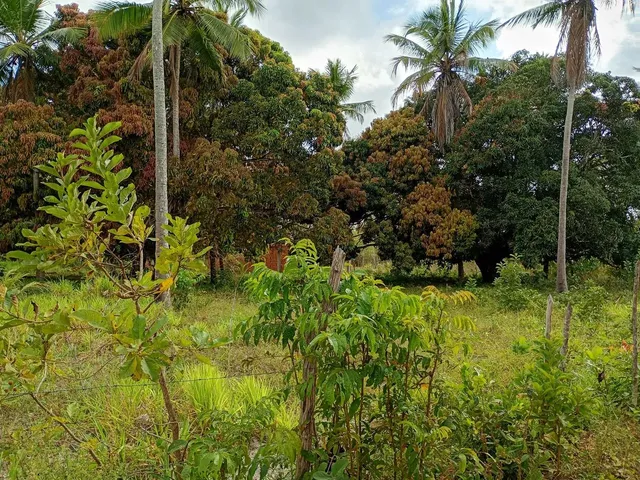 Imagem 2: Sítio a Venda!.